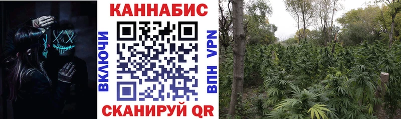 Каннабис планчик  Ачхой-Мартан 
